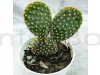 Bunny Ear Cactus
