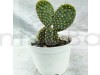 Bunny Ear Cactus