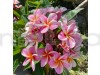 Pramila Pink flower plants
