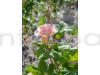 Princess De Monaco Grafting Rose Plant