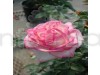 Princess De Monaco Grafting Rose Plant