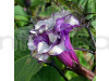 Raj Dhutra Flower Plant