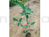 Red And White Water Apple Plant