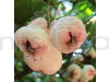 Red And White Water Apple Plant