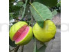 Red Guava Fruit Plant