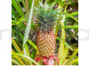 Red Pineapple Fruit Plant