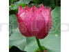 Red, Pink, White, Lotus Rooted Plant