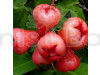 Red Water apple Fruit Plant