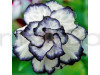 Rose Variety Adenium (Blue & White) Plant