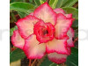 Rose Variety Adenium (Pink & White) Plant