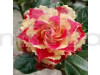 Rose Variety Adenium (Red & Yellow) Plant