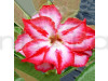 Rosy Variety Grafting Adenum Plant