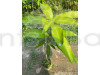 Sita Bhog Mango Plant (Grafted)