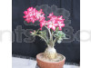 Beautiful-Desert-Rose-Bonsai-Plant