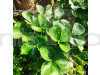Thai Variety Strawberries Fruit Plant