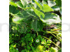 Thai Variety Strawberries Fruit Plant