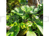 Thai Variety Strawberries Fruit Plant