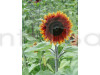 Sunflower Earthwalker Hybrid Flowering Seeds
