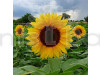 Sunflower Russian Giant Flowering Seeds