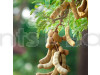 Swauet Tarmarek Fruit Plant