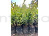 Sweet Karunda (Karamcha) Fruit Plant