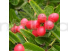 Sweet Karunda (Karamcha) Fruit Plant