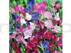 Sweet Pea Mixed Flowering Seeds
