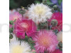 Sweet Sultan Mixed Flowering Seeds