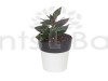 Exotic Syngonium Erythrophyllum