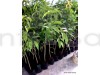 Thai All Time Mango Grafting Fruit Plants