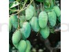 Thai All Time Mango Grafting Fruit Plants