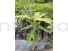 Thai Dwarf All Time(Sour) (Grafted)