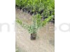 Thai Patti Lemon – Fruit Plants