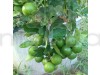Thai Patti Lemon – Fruit Plants