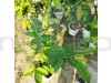 Thai Red Guava Fruit Plant