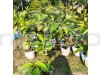 Thai Red Guava Fruit Plant