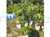 Thai Red Guava Fruit Plant