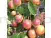 Thai variety apple ber Fruit Plant