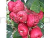 Thai variety kaju Fruit Fruit Plant