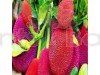 Thailand pink jackFruit Fruit Plant