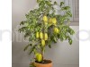 Thailand Star Fruit Plant
