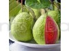 Thai Red Guava Fruit Plant