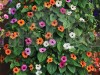Thungbergia Flowering Seeds