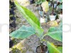 Tissu cultures Red Banana Fruit Plant