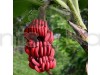 Tissu cultures Red Banana Fruit Plant