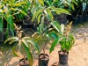 Totapuri Mango Plant (Grafted)
