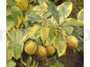 Variegated Lemon Fruit Plant