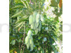 Vastara Mango Plant (Grafted)