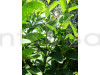 VNR Guava Fruit Plant