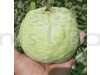 VNR Guava Fruit Plant